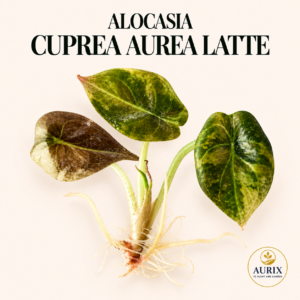 alocasia cuprea aurea latte