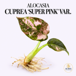 alocasia cuprea 'super pink'