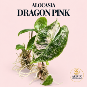 alocasia pink dragon mint/pink