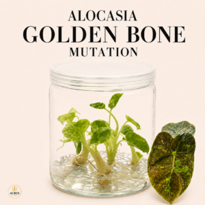 alocasia golden bone mutation