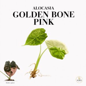 alocasia golden bone pink