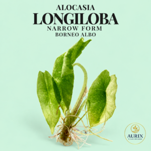a longiloba narrow form borneo albo/pink