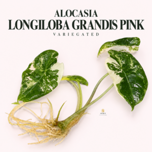 alocasia longiloba grandis pink