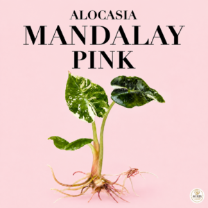 alocasia mandalay pink