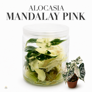 alocasia mandalay pink