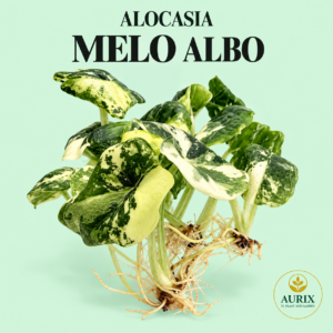alocasia melo albo