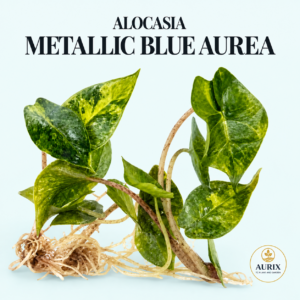 alocasia heterophylla ‘metallic blue’ aurea
