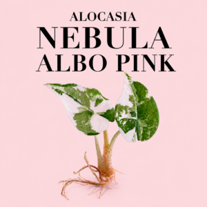 alocasia nebula albo pink