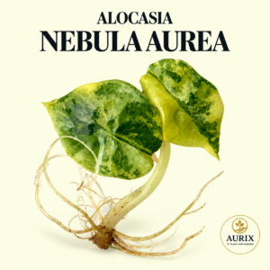 alocasia nebula aurea