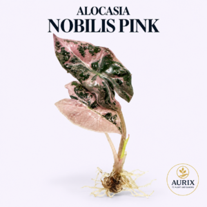 nobilis aurea/pin