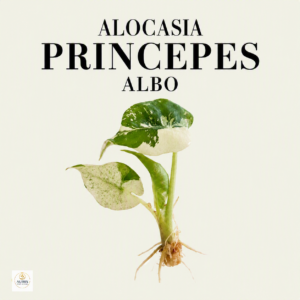 alocasia princepes albo