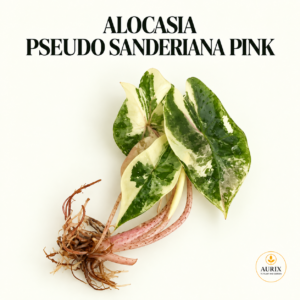 alocasia pseudo sanderiana aurea