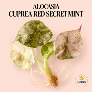 alocasia cuprea red secrest mint