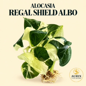 alocasia regal shield albo
