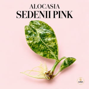 alocasia sandenii pink