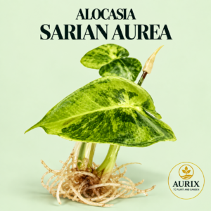 alocasia sarian aurea