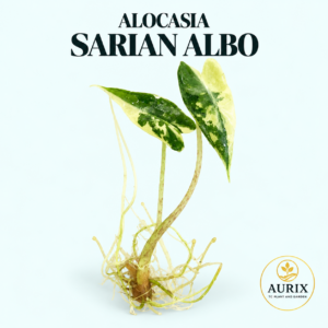 alocasia sarian albo