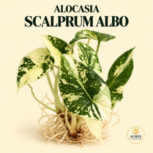 alocasia scalprum albo