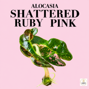 alocasia shattered ruby pink