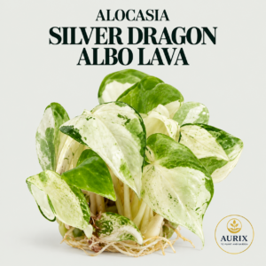 alocasia silver dragon albo