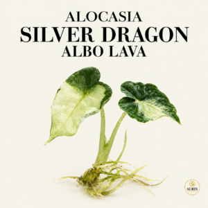 alocasia silver dragon albo lava
