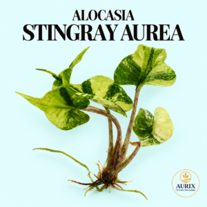 alocasia stingray aurea