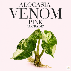 alocasia venom pink 'a grade'