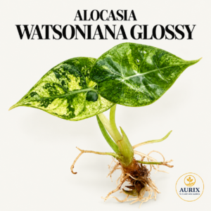 watsoniana glossy pink/albo