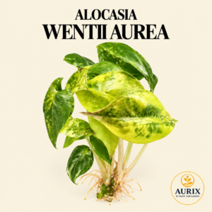 alocasia wentii “latte” aurea