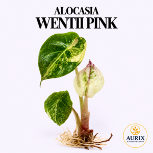 alocasia wentii pink