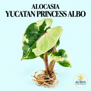 alocasia yucanta princess albo