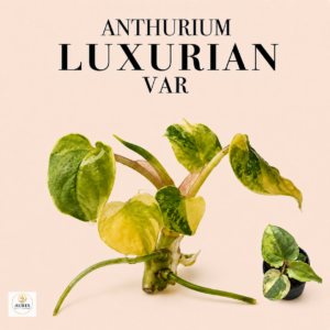 anthurium luxurian var