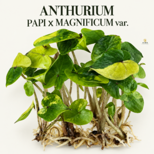 anthurium papi x magnificum