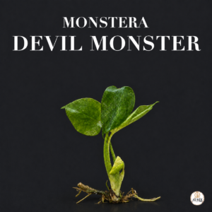 monstera devil monster