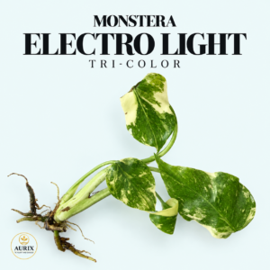 monstera electro light tri color