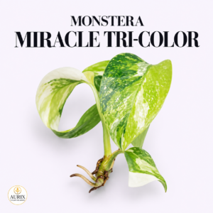 monstera miracle tri color