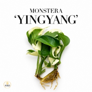 monstera yin yang