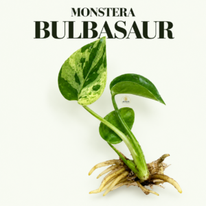 monstera bulbasaur