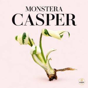 monstera casper