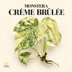 monstera crème brûlée