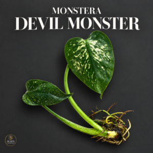 monstera devil monster