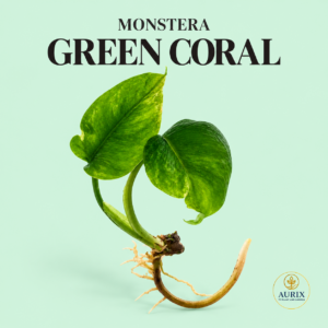 monstera green coral