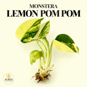 monstera lemon pom pom