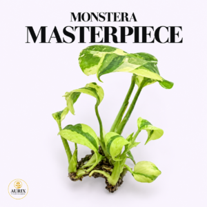 monstera masterpiece