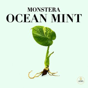 monstera ocean mint