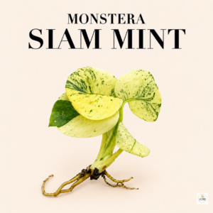 monstera siam mint
