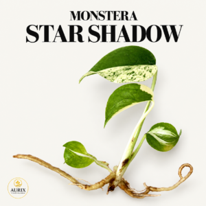 monstera star shadow