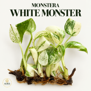 monstera white monster
