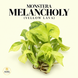 monstera melancholy yellow lava
