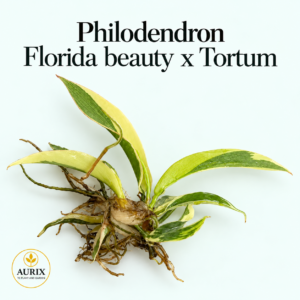philodendron florida beauty x tortum